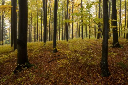 Fotogalerie Herbst